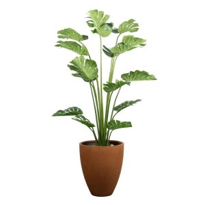 Planta Ficus - CHICA