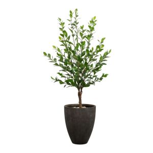 PLANTA FICUS